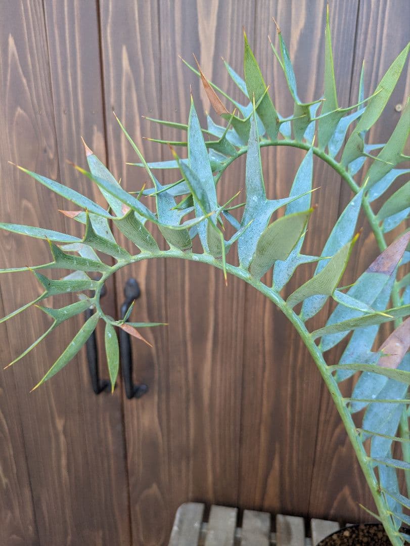 1お盆限定セール エンセファラルトス ホリダス 特大 丸株 コレクション級