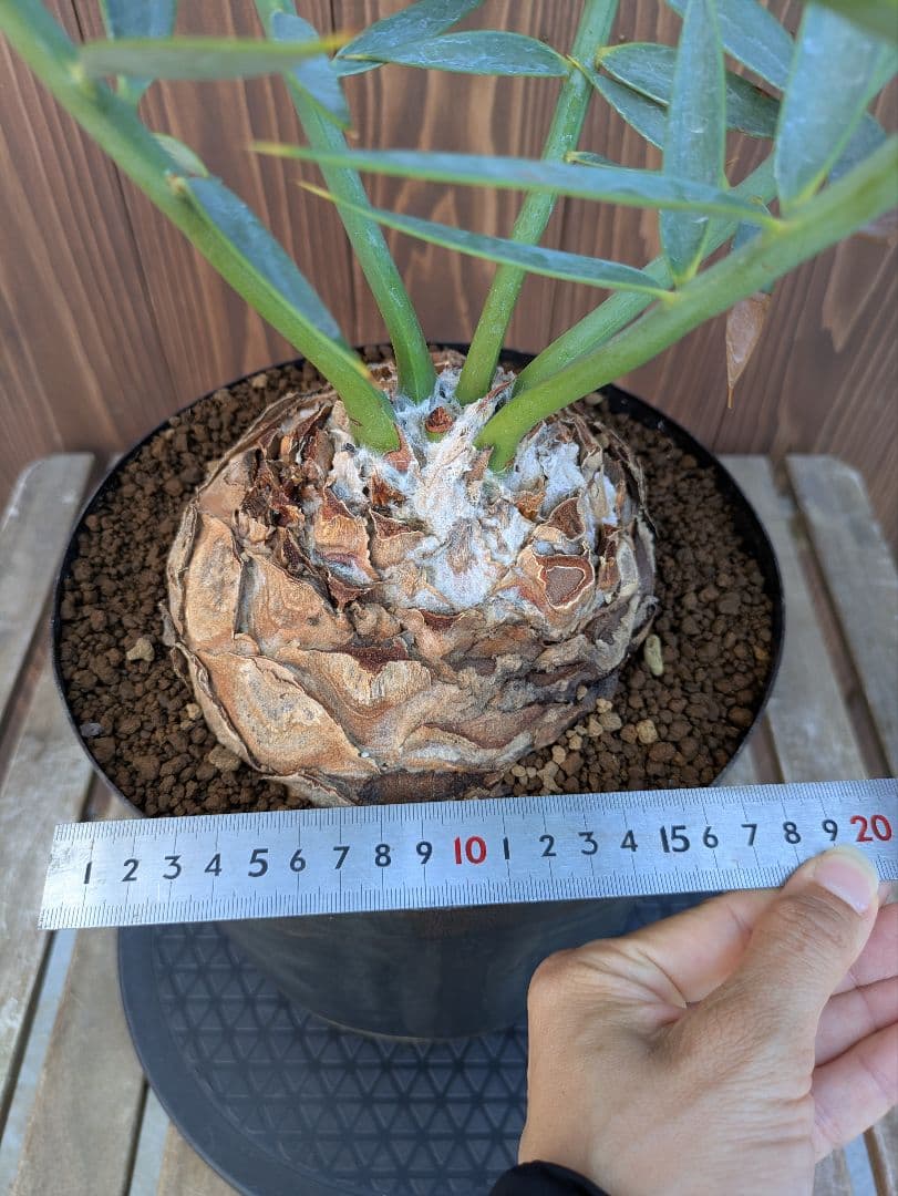 1お盆限定セール エンセファラルトス ホリダス 特大 丸株 コレクション級