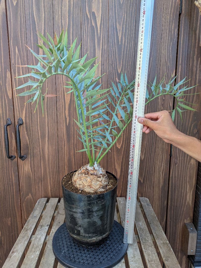 1お盆限定セール エンセファラルトス ホリダス 特大 丸株 コレクション級