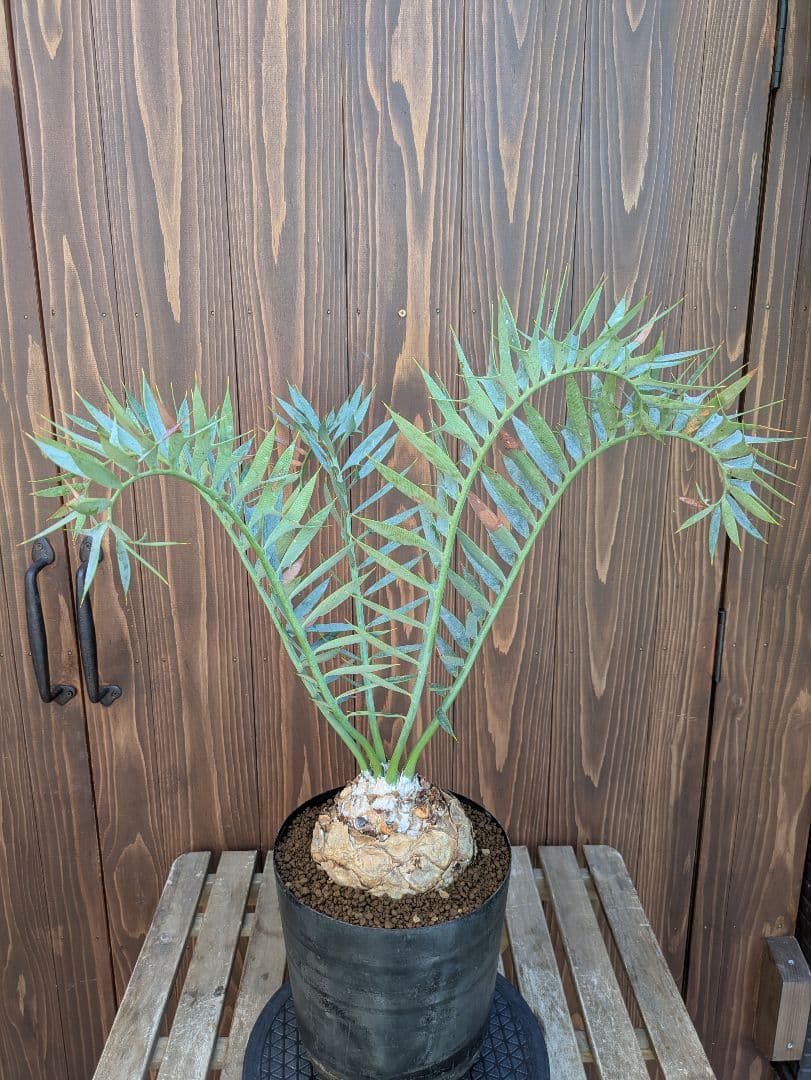 1お盆限定セール エンセファラルトス ホリダス 特大 丸株 コレクション級