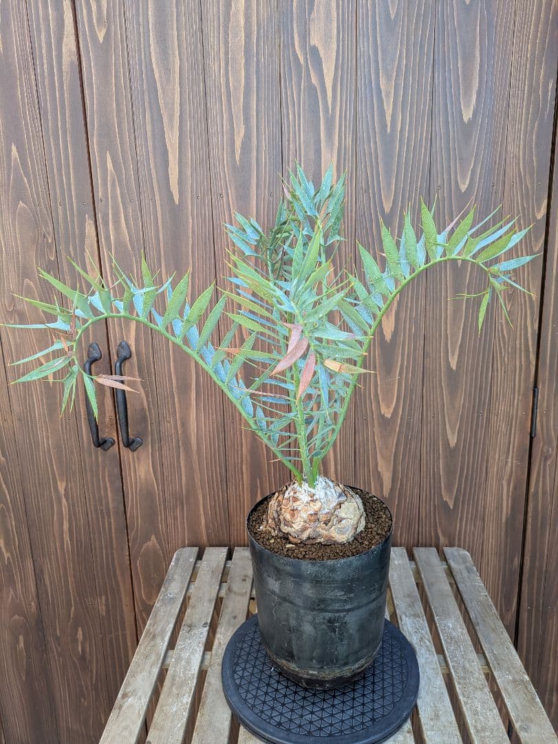 1お盆限定セール エンセファラルトス ホリダス 特大 丸株 コレクション級