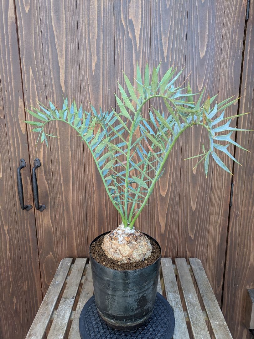 1お盆限定セール エンセファラルトス ホリダス 特大 丸株 コレクション級