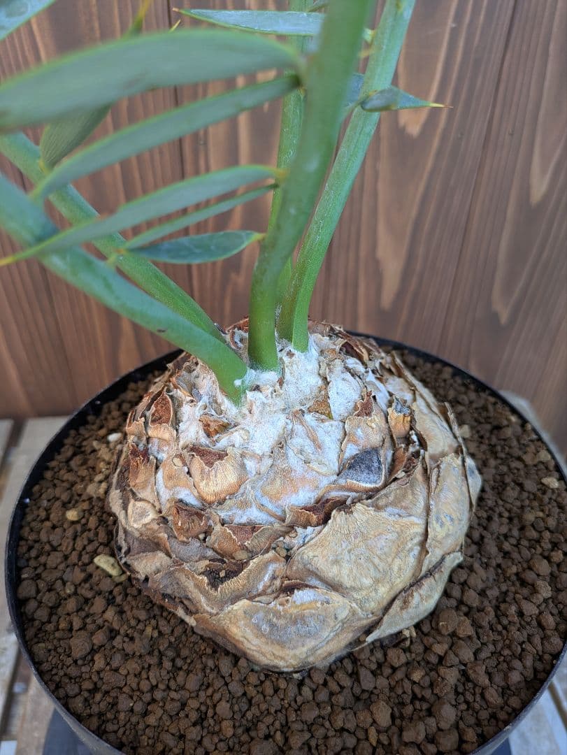 1お盆限定セール エンセファラルトス ホリダス 特大 丸株 コレクション級