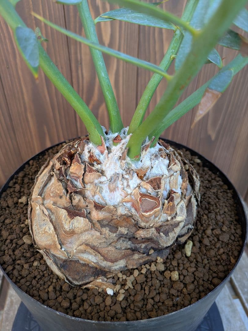 1お盆限定セール エンセファラルトス ホリダス 特大 丸株 コレクション級