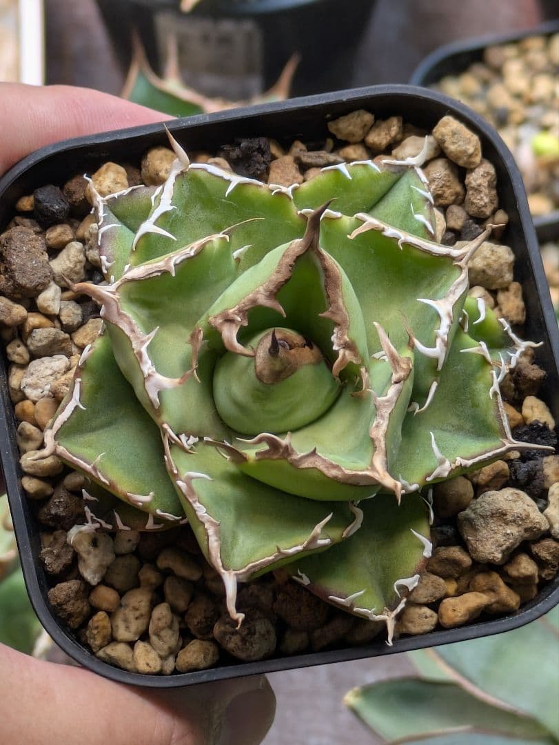 アガベ NOVA　発根済