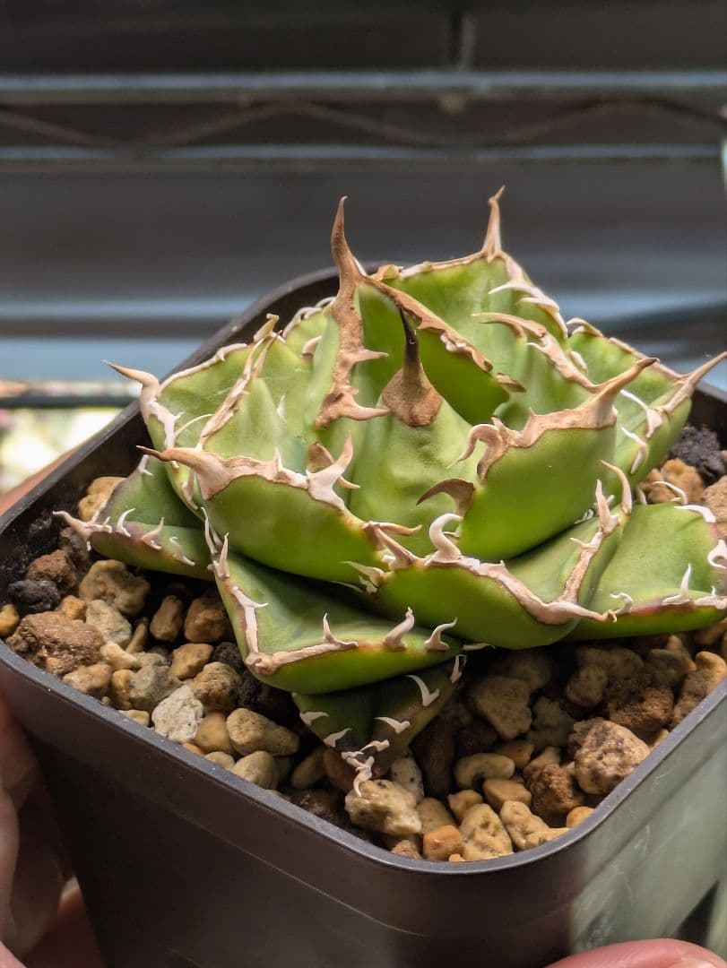 アガベ NOVA　発根済