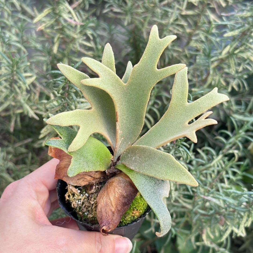 P. willinckii ’Jenny’ TC 3414