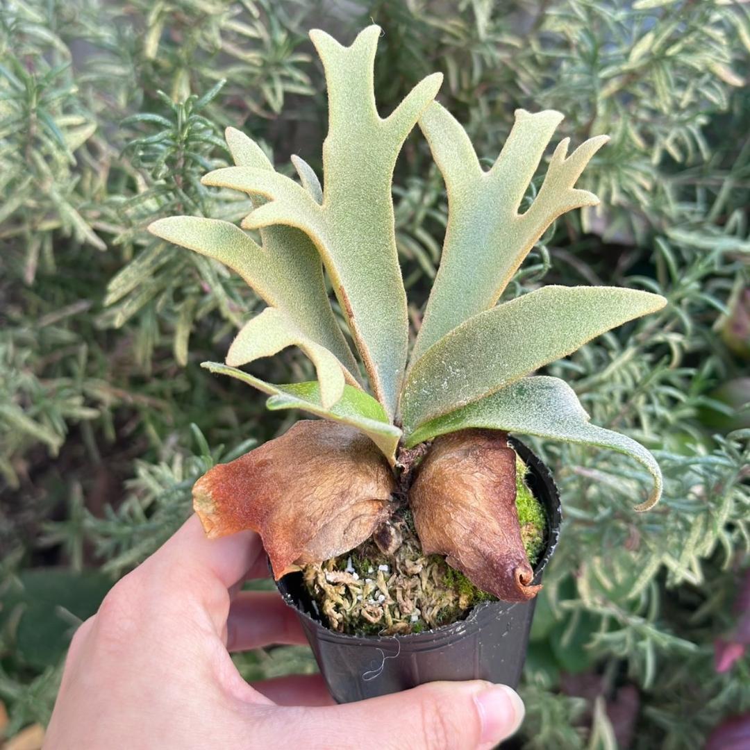 P. willinckii ’Jenny’ TC 3414