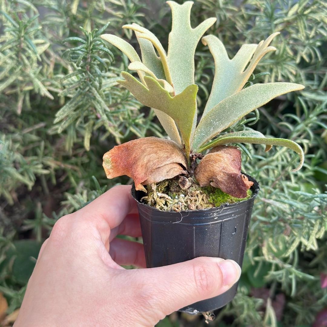 P. willinckii ’Jenny’ TC 3414