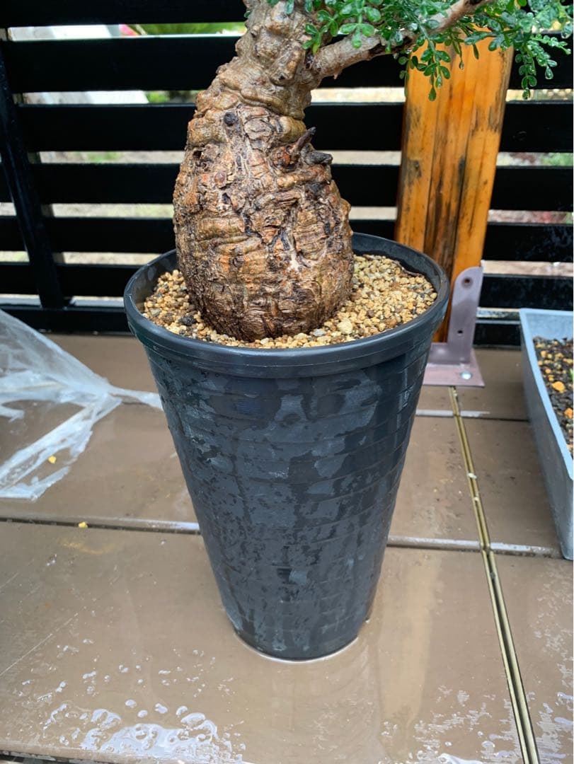 オペルクリカリアパキプス★現地株★発根済み