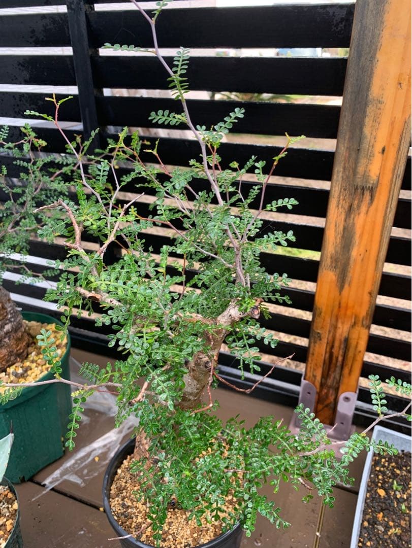 オペルクリカリアパキプス★現地株★発根済み