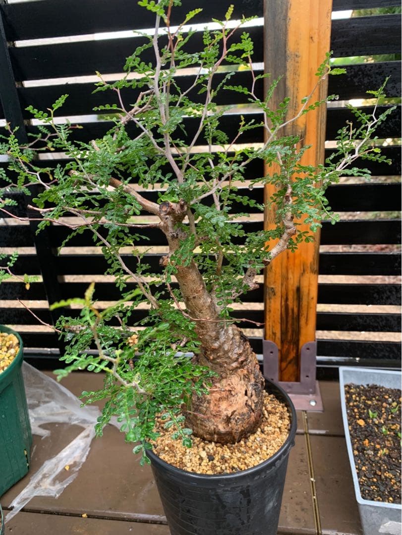 オペルクリカリアパキプス★現地株★発根済み