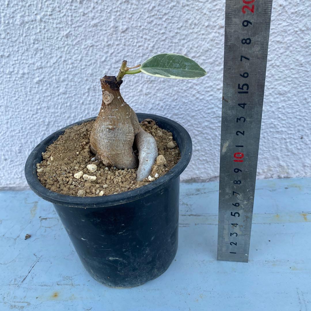 パンダ ガジュマル 斑入り 超希少 接木・鉢込 発根済み