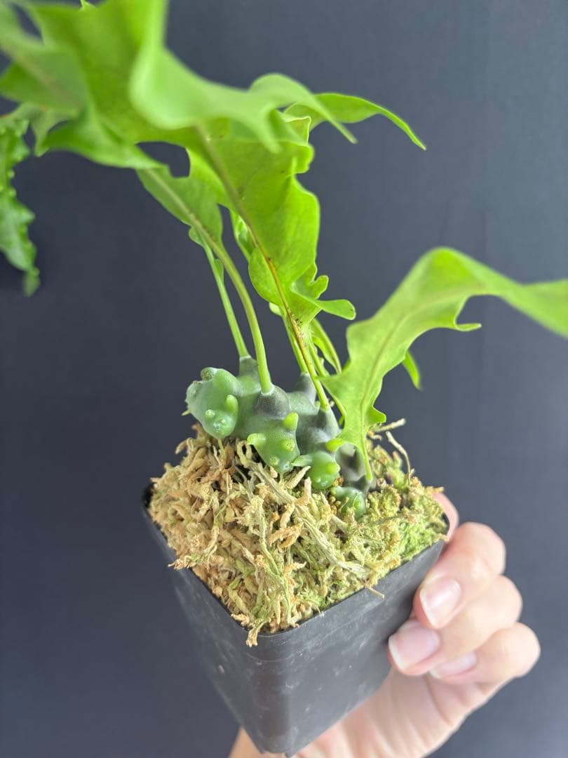 レカノプテリス バルゴイ Lecanopteris balgooyi #2