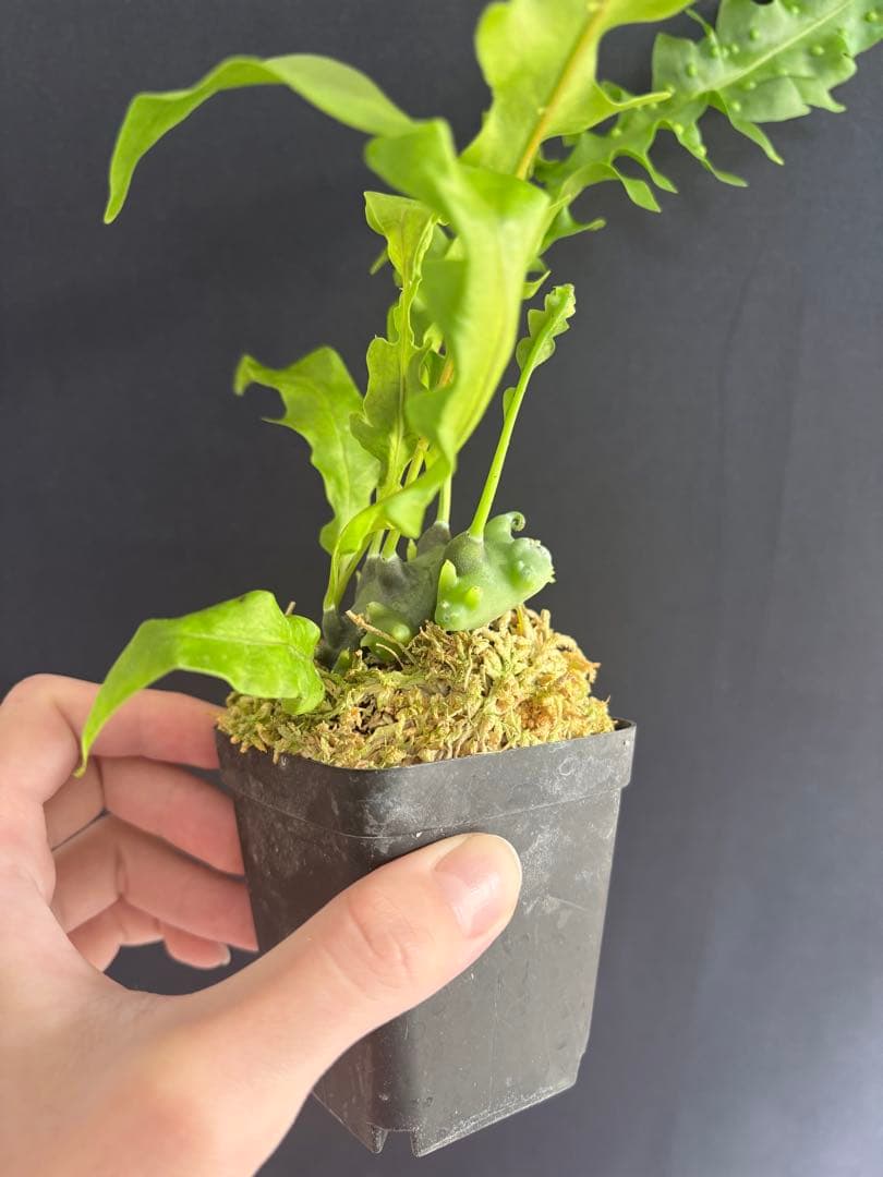 レカノプテリス バルゴイ Lecanopteris balgooyi #2