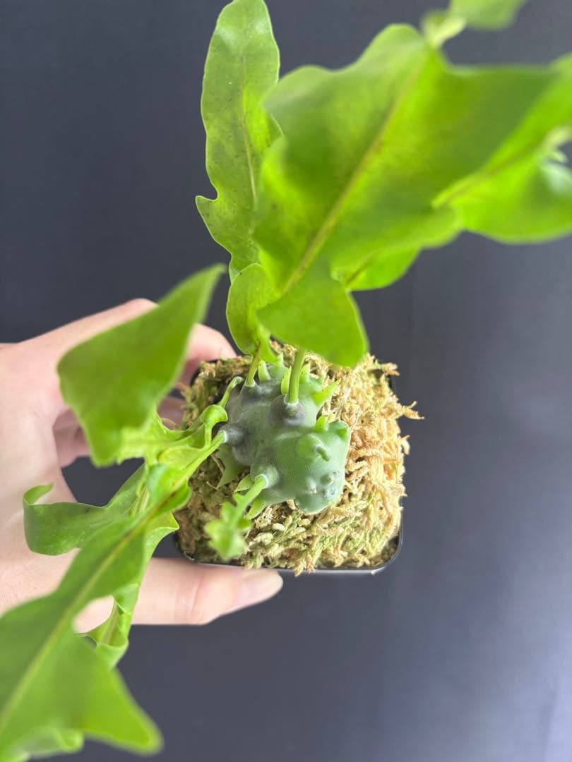 レカノプテリス バルゴイ Lecanopteris balgooyi #2