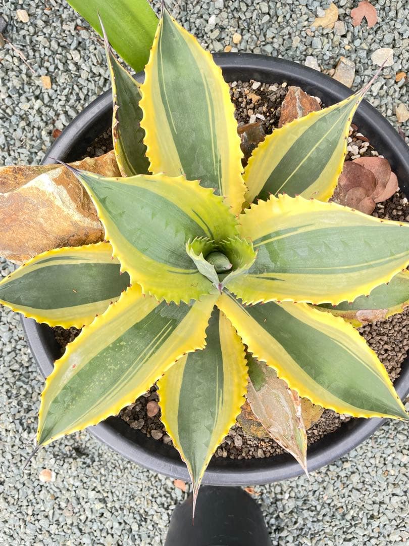 アガベ リップルエフェクト　子株