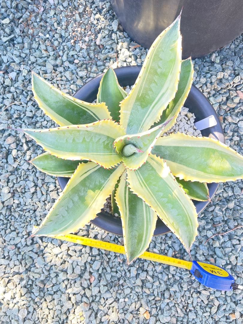 アガベ リップルエフェクト　子株