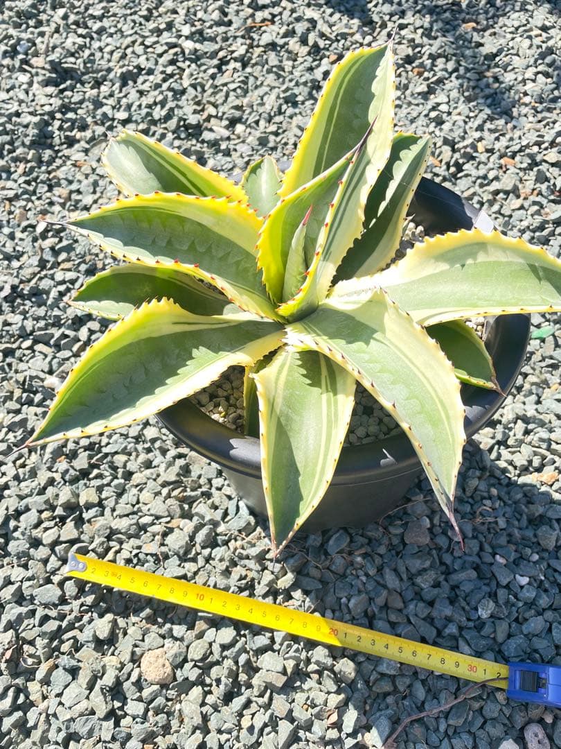 アガベ リップルエフェクト　子株