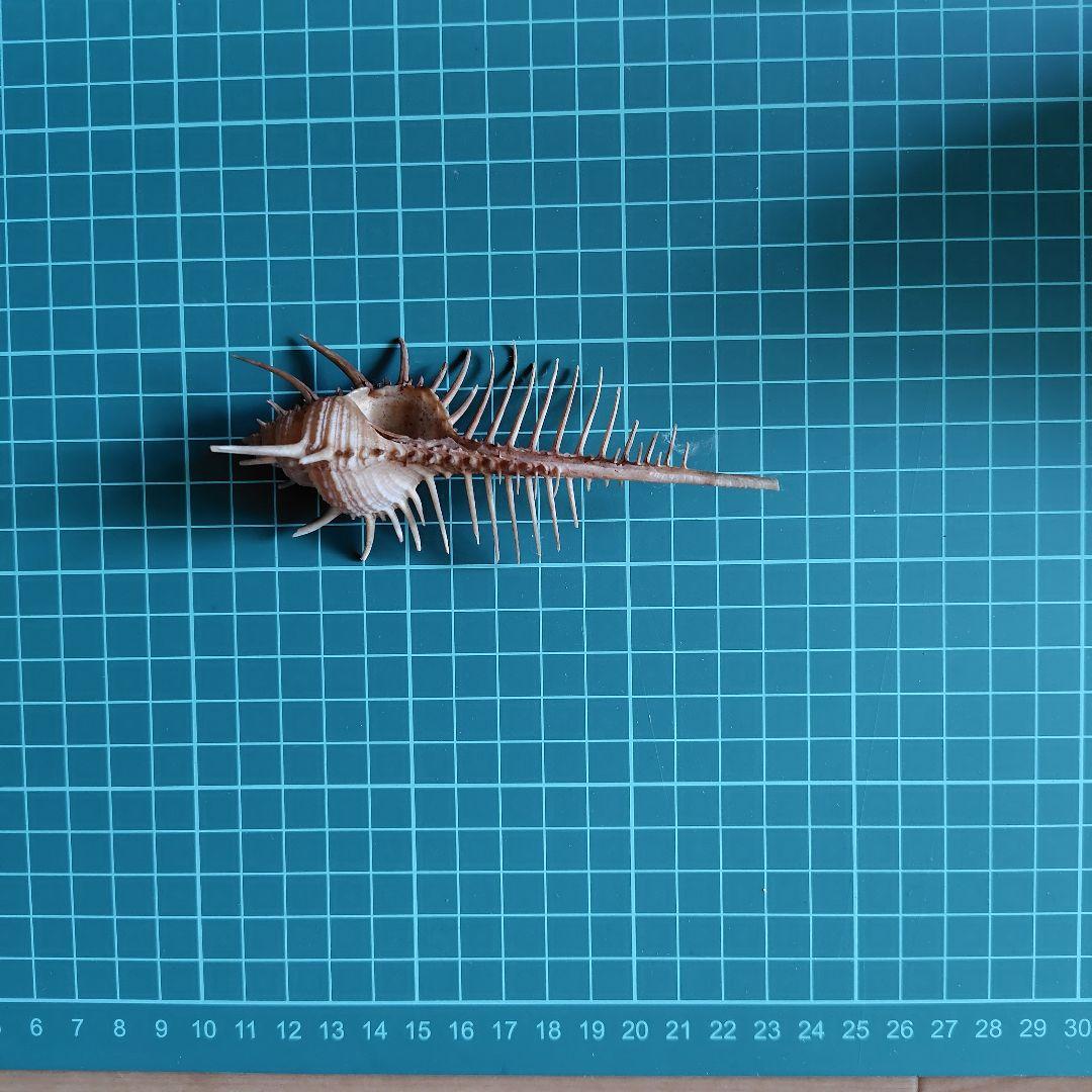 貝殻いろいろ 法螺貝 オウムガイ タカラガイ ホネガイ 巻貝 ツメタガイ他