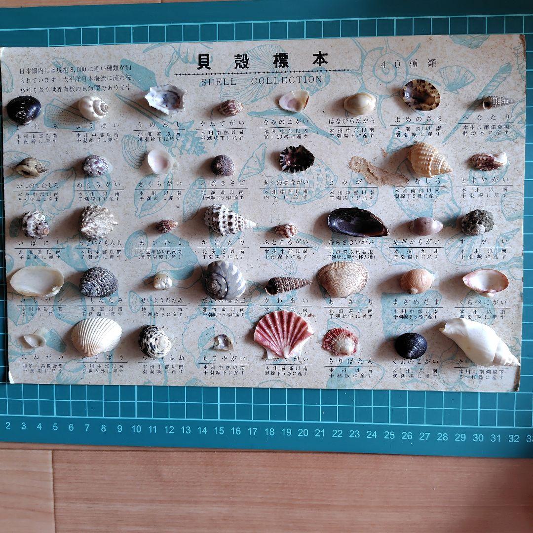 貝殻いろいろ 法螺貝 オウムガイ タカラガイ ホネガイ 巻貝 ツメタガイ他