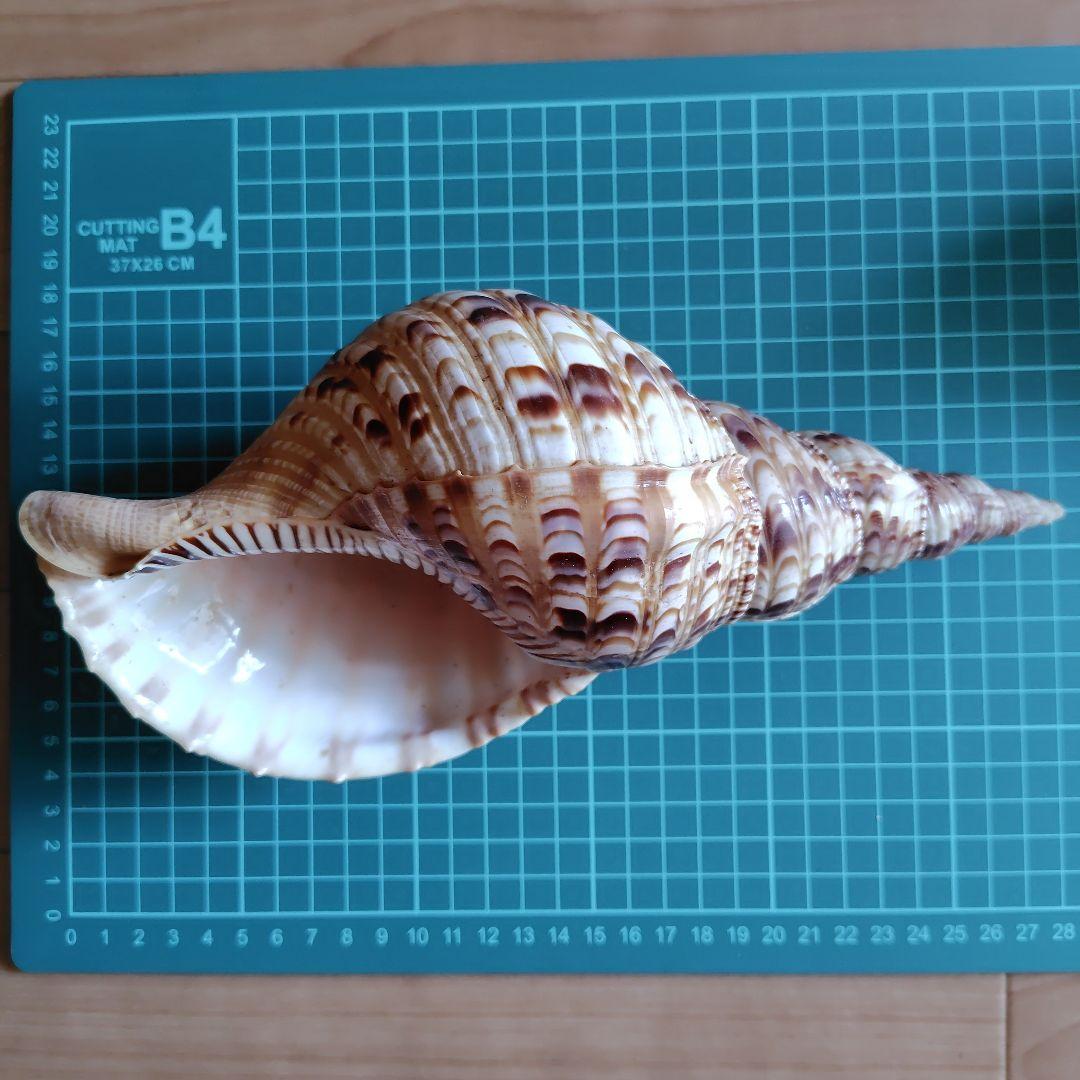 貝殻いろいろ 法螺貝 オウムガイ タカラガイ ホネガイ 巻貝 ツメタガイ他