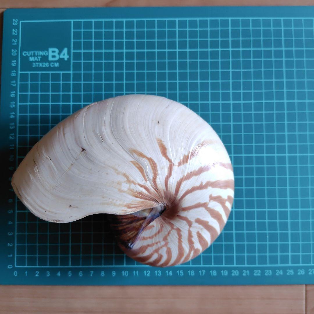 貝殻いろいろ 法螺貝 オウムガイ タカラガイ ホネガイ 巻貝 ツメタガイ他