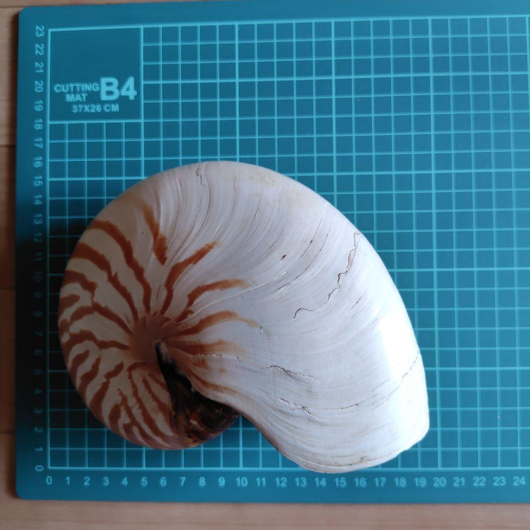 貝殻いろいろ 法螺貝 オウムガイ タカラガイ ホネガイ 巻貝 ツメタガイ他