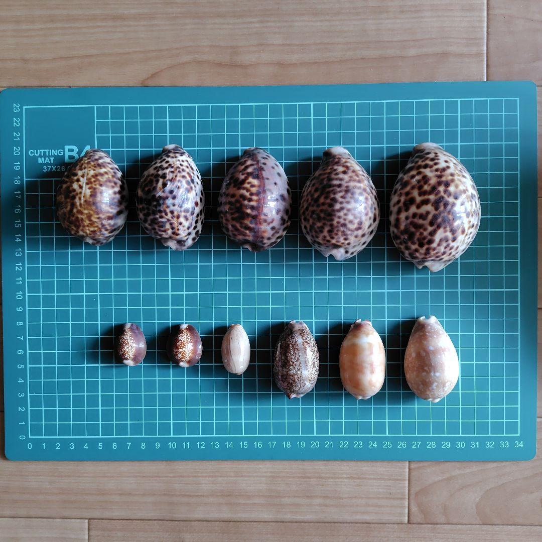 貝殻いろいろ 法螺貝 オウムガイ タカラガイ ホネガイ 巻貝 ツメタガイ他