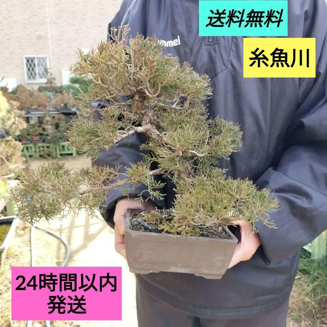 盆栽 鉢ごと発送　糸魚川　真柏盆栽一鉢　インテリア　bonsai