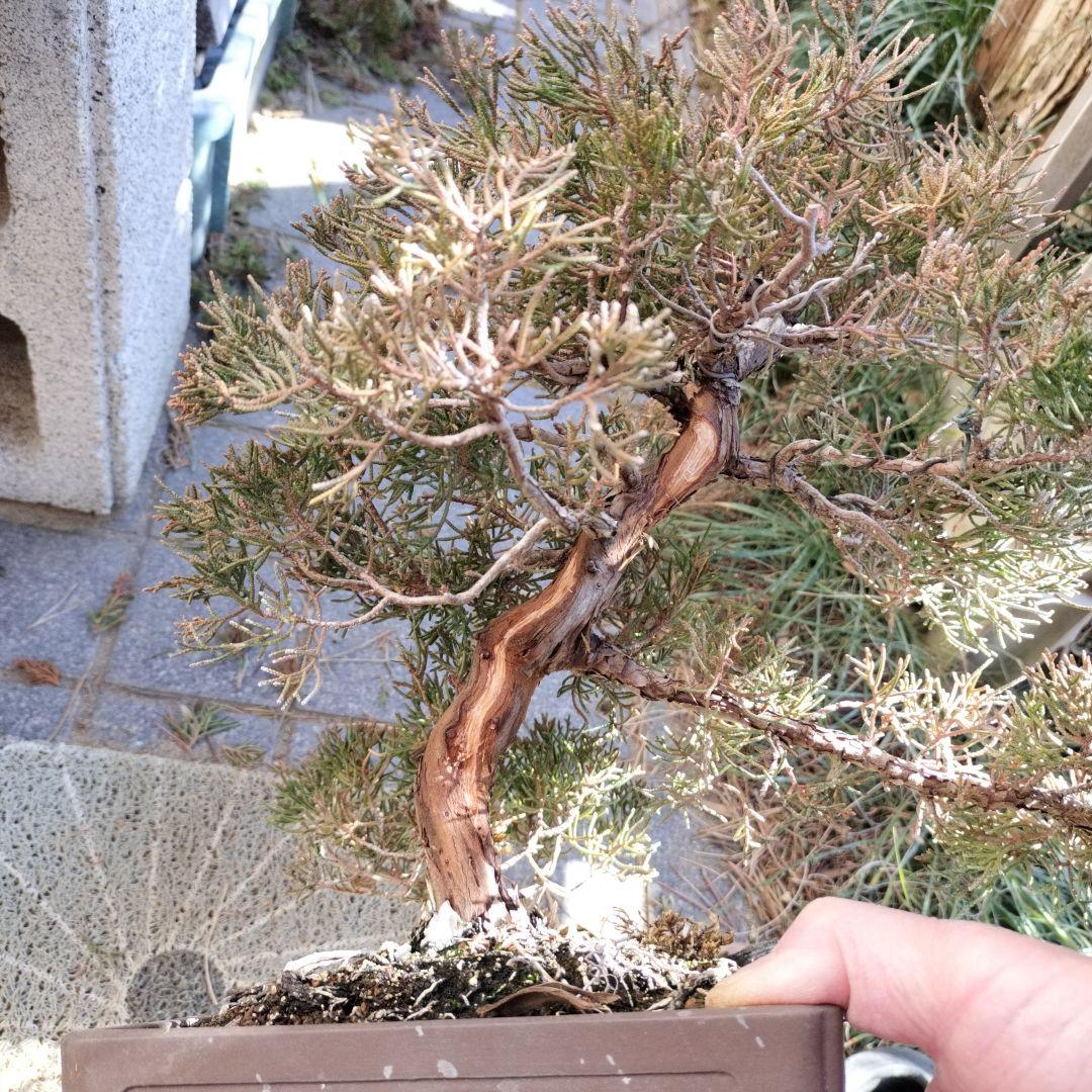 盆栽 鉢ごと発送　糸魚川　真柏盆栽一鉢　インテリア　bonsai