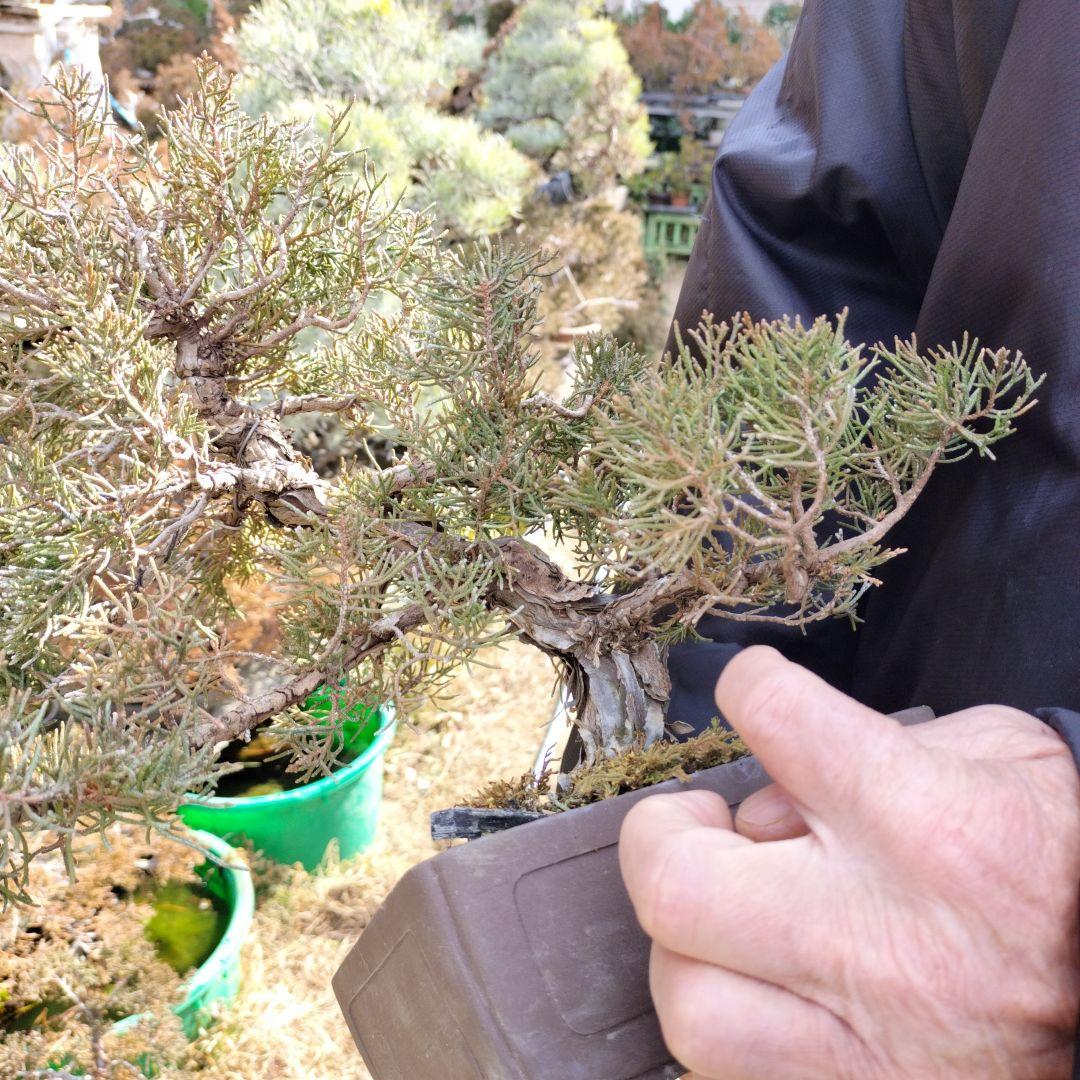 盆栽 鉢ごと発送　糸魚川　真柏盆栽一鉢　インテリア　bonsai