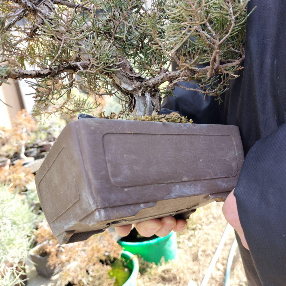 盆栽 鉢ごと発送　糸魚川　真柏盆栽一鉢　インテリア　bonsai