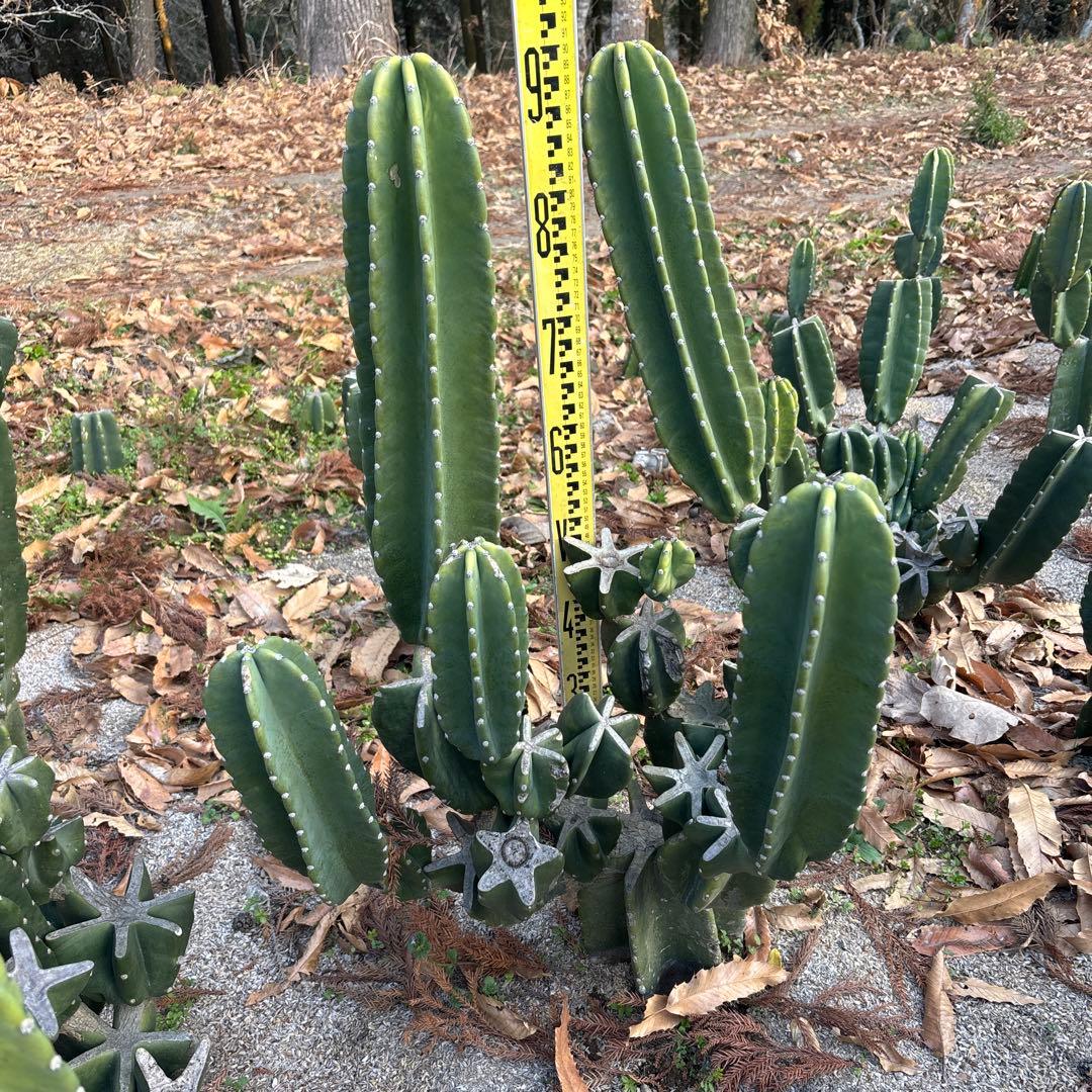 越冬済　柱サボテン　鬼面角　発根　ドライガーデン　ココスヤシ　ロストラータ　金鯱