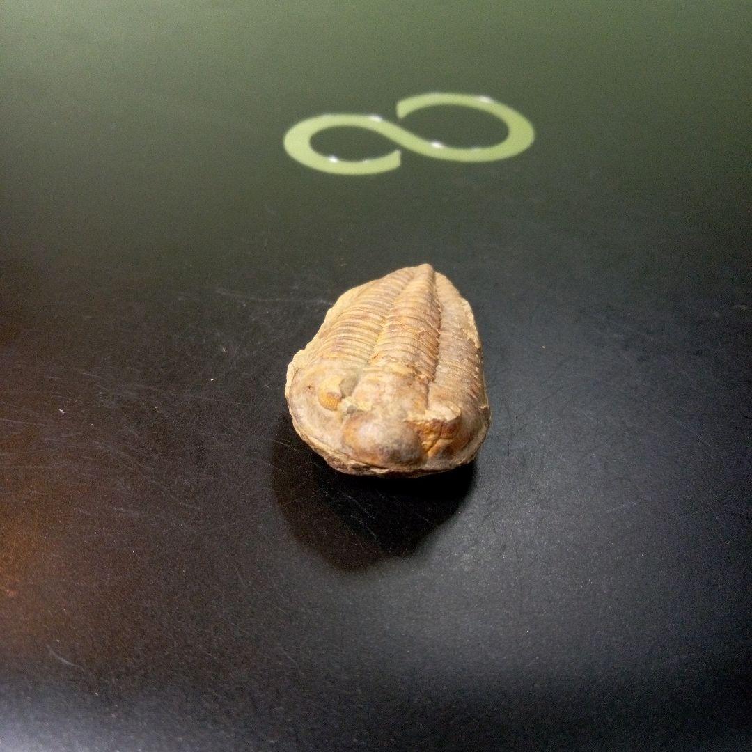 三葉虫　化石　fossil　ボリビア産　トライロバイト　Fossil番号⑦