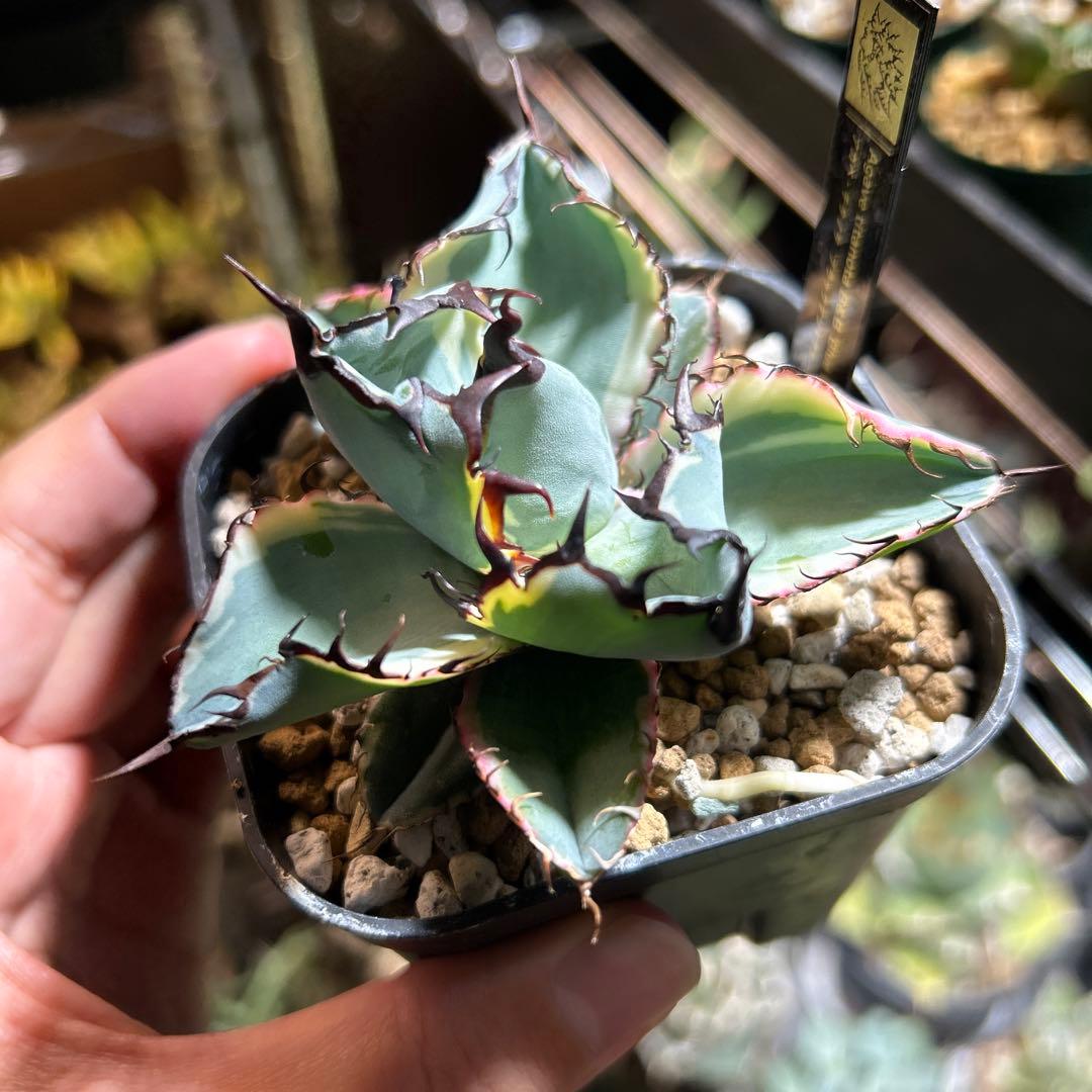 アガベ チタノタ BB錦 白覆輪斑 ブラックアンドブルー錦 発根済み