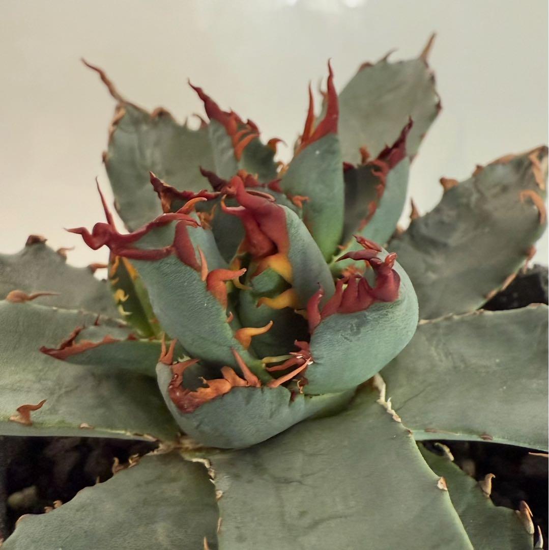 アガベ チタノタ BB × ネバデンシス hyb 子株【強ウネリ・青葉・黒鋸歯】