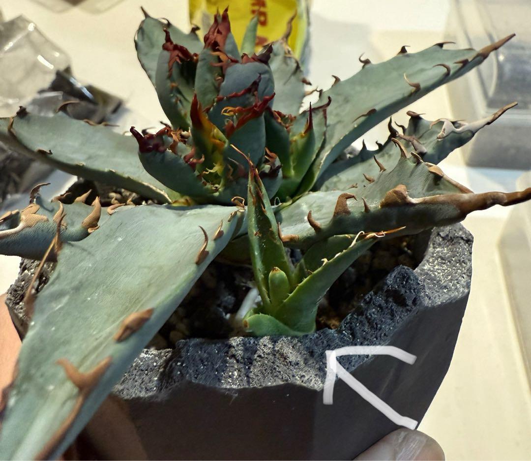 アガベ チタノタ BB × ネバデンシス hyb 子株【強ウネリ・青葉・黒鋸歯】