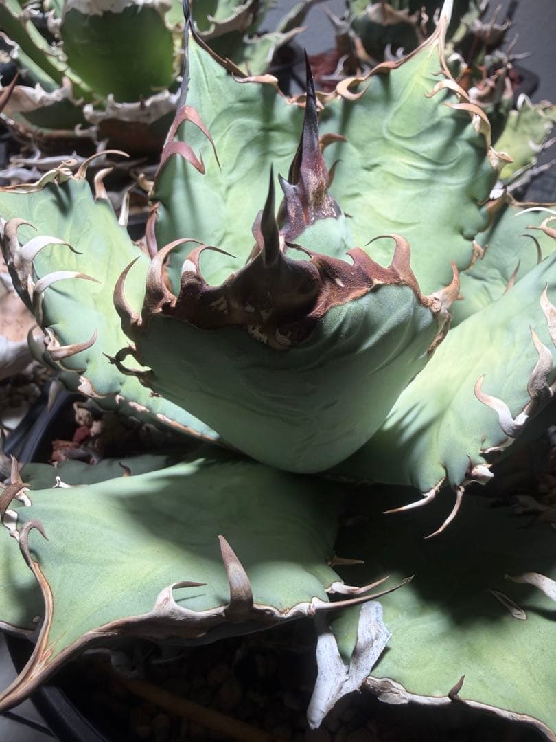 アガベ オアハカ　オテロイ　oaxaca oteroi