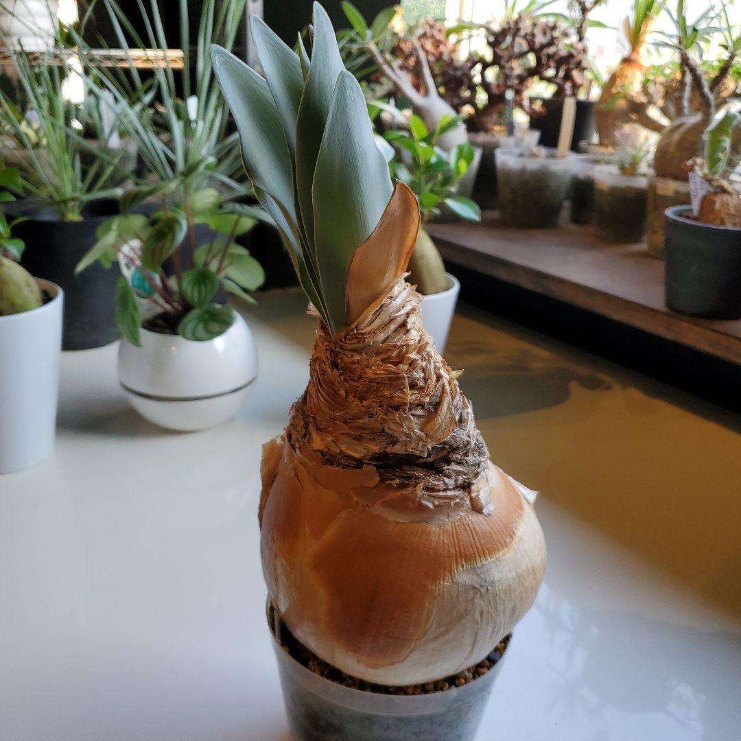 ブーファン※ハエマントイデス