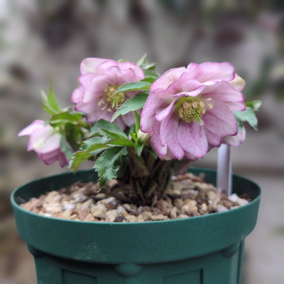 大木ナーセリー❤️ クリスマスローズ❤️ いろは交配❤️