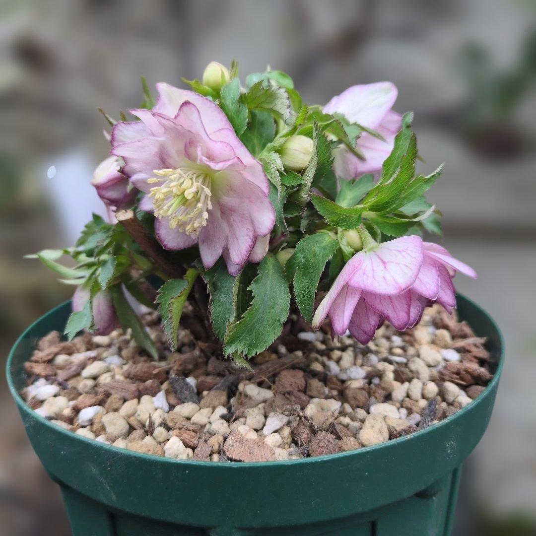 大木ナーセリー❤️ クリスマスローズ❤️ いろは交配❤️