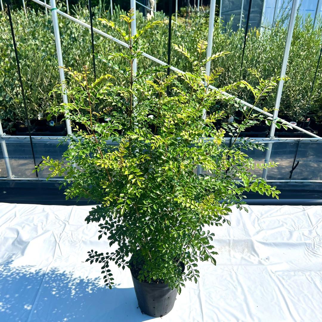 【セット割‼️高さ100㎝前後❗️】シマトネリコ 株立ち 10本立ち以上　2本セット