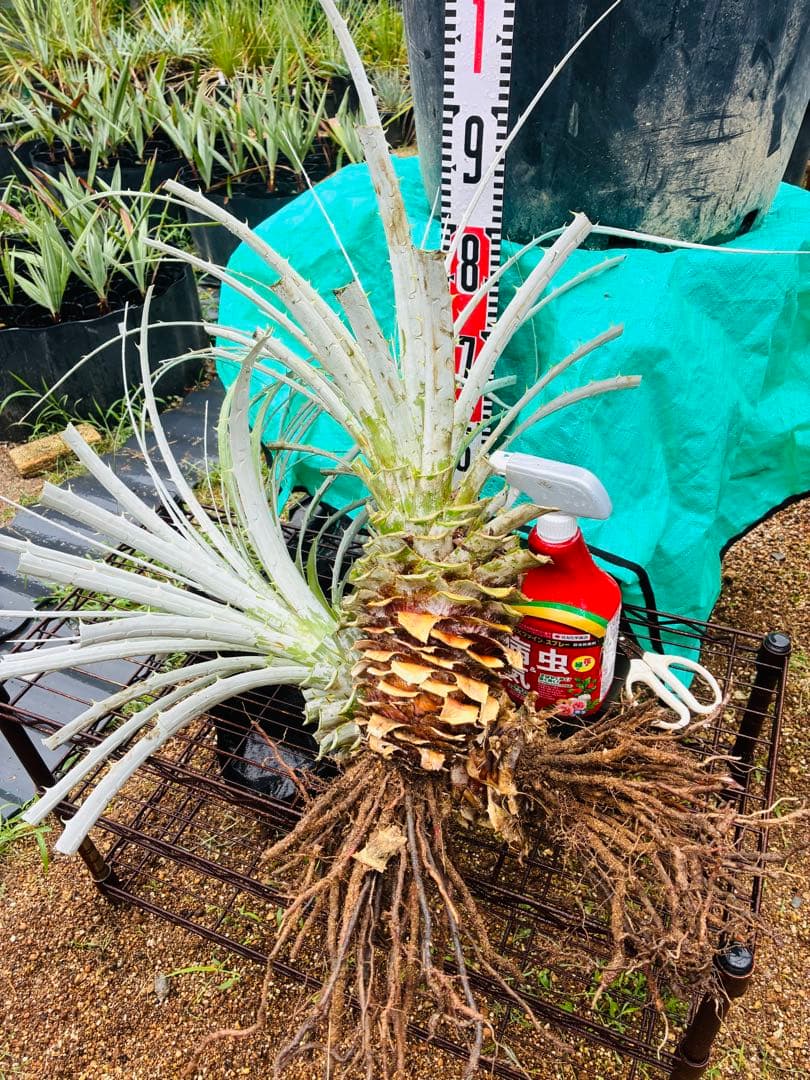 プヤ　アルペストリス　1苗 抜き苗発送