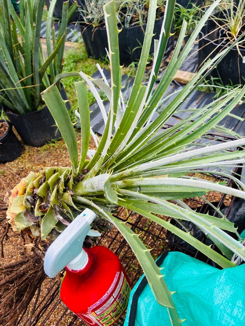 プヤ　アルペストリス　1苗 抜き苗発送