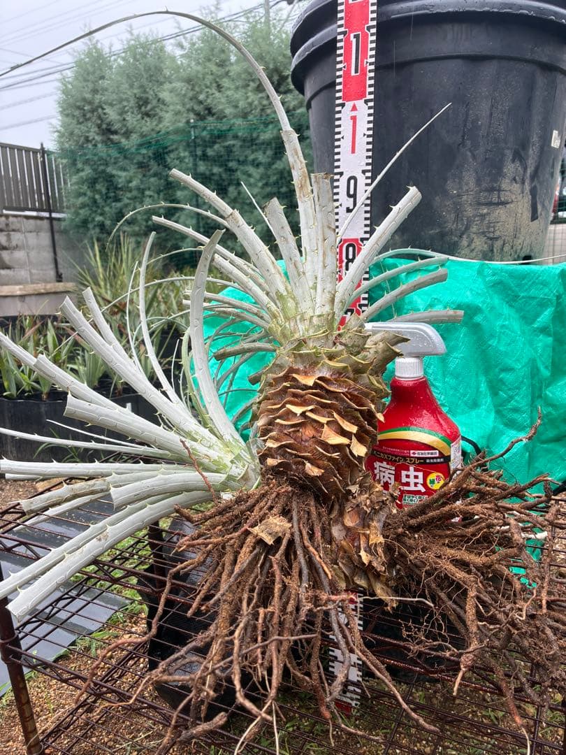 プヤ　アルペストリス　1苗 抜き苗発送