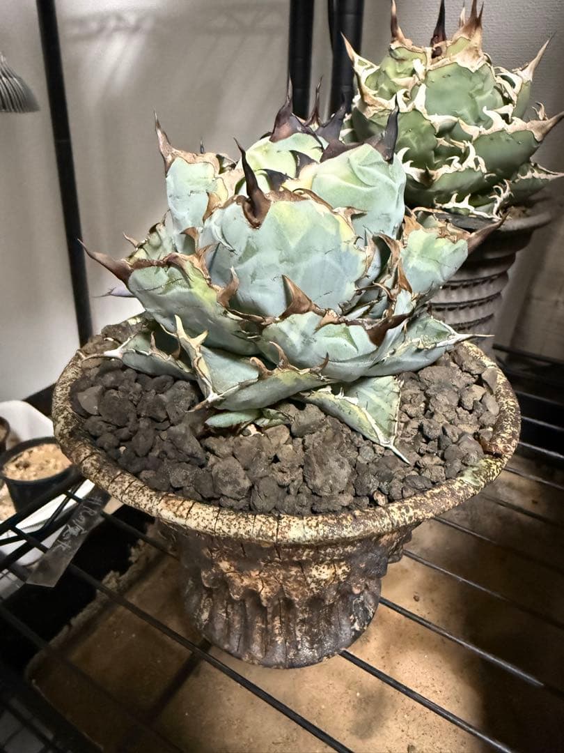 アガベ　チタノタBLUEDIAMOND