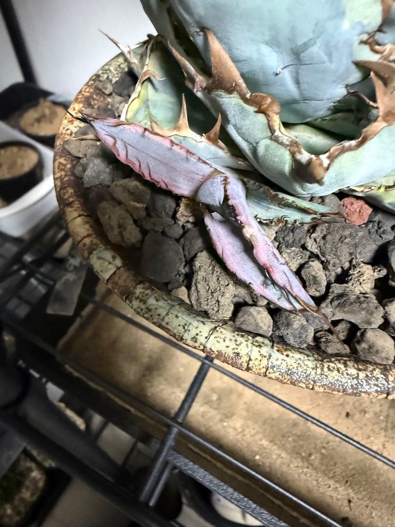 アガベ　チタノタBLUEDIAMOND