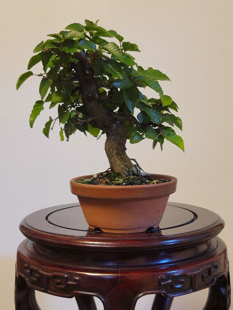 ミニ盆栽 盆栽 イワシデ盆栽 真柏盆栽 懸崖 真柏 黒松 赤松 五葉松