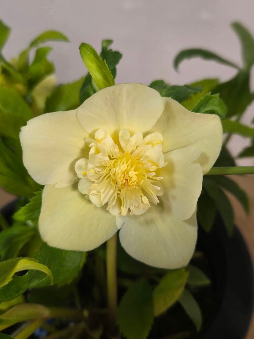 ☆クリスマスローズ☆セミダブル　ゴールド☆6号鉢☆